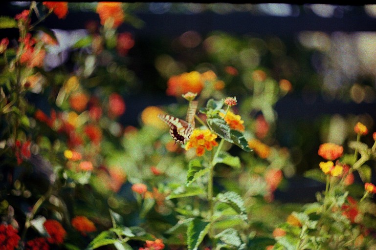 Butterfly resting among orange flowers in a colour 35mm photograph