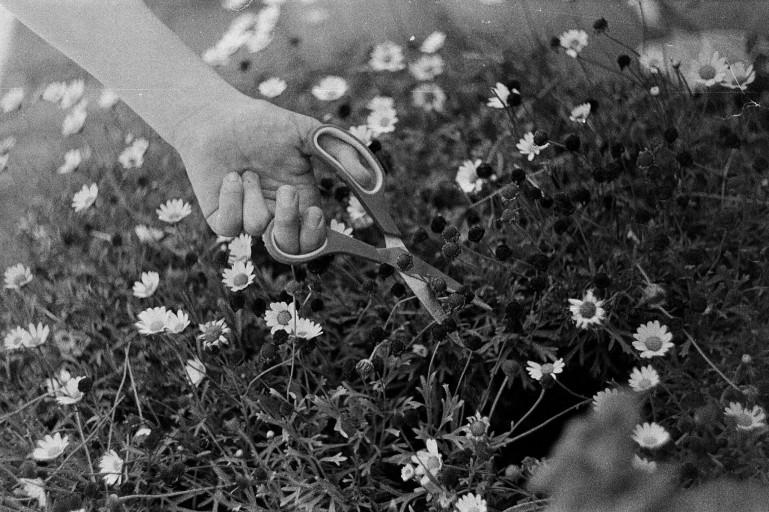 Hand cutting flowers with scissors in a black-and-white 35mm photograph